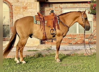 American Quarter Horse, Wałach, 16 lat, 147 cm, Bułana