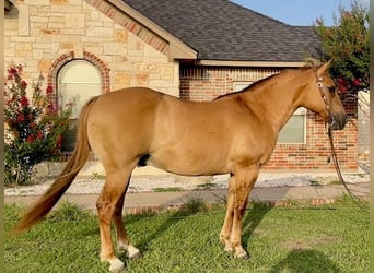 American Quarter Horse, Wałach, 16 lat, 147 cm, Bułana