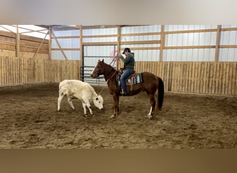 American Quarter Horse, Wałach, 16 lat, 150 cm, Cisawa