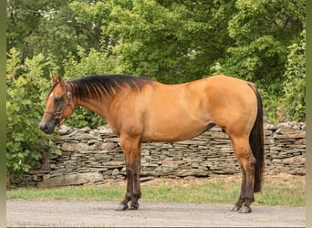 American Quarter Horse, Wałach, 16 lat, 152 cm, Bułana