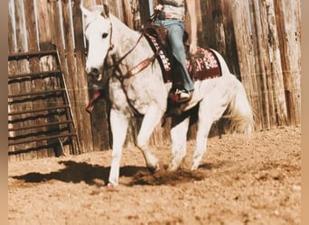 American Quarter Horse, Wałach, 16 lat, 152 cm, Siwa w hreczce