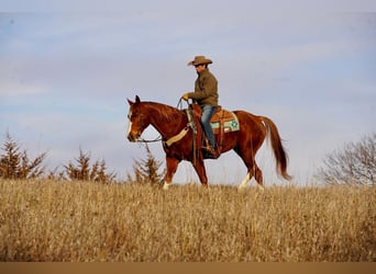 American Quarter Horse, Wałach, 16 lat, 157 cm, Cisawa