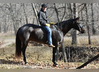 American Quarter Horse, Wałach, 16 lat, 160 cm, Karodereszowata