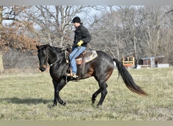 American Quarter Horse, Wałach, 16 lat, 160 cm, Karodereszowata