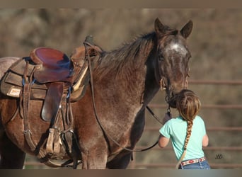 American Quarter Horse, Wałach, 17 lat, 152 cm, Karodereszowata