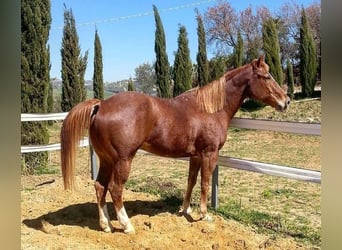American Quarter Horse Mix, Wałach, 17 lat, 155 cm, Kasztanowata