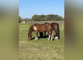 American Quarter Horse Mix, Wałach, 17 lat, 160 cm, Kasztanowata