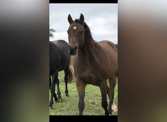 American Quarter Horse, Wałach, 18 lat, 154 cm, Ciemnogniada