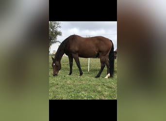 American Quarter Horse, Wałach, 18 lat, 154 cm, Ciemnogniada