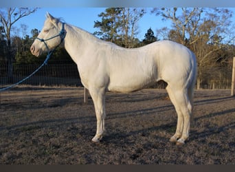 American Quarter Horse, Wałach, 19 lat, Cremello