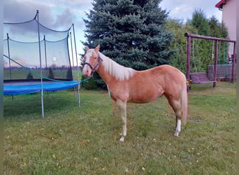 American Quarter Horse, Wałach, 1 Rok, 145 cm, Izabelowata