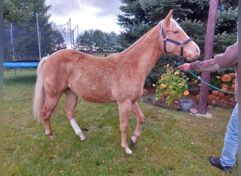 American Quarter Horse, Wałach, 1 Rok, 145 cm, Izabelowata