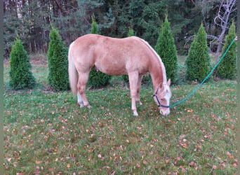 American Quarter Horse, Wałach, 1 Rok, 145 cm, Izabelowata