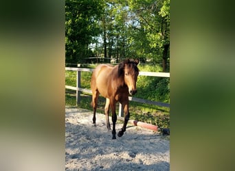American Quarter Horse, Wałach, 1 Rok, 150 cm, Gniada