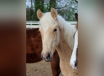 American Quarter Horse, Wałach, 1 Rok, 150 cm, Izabelowata