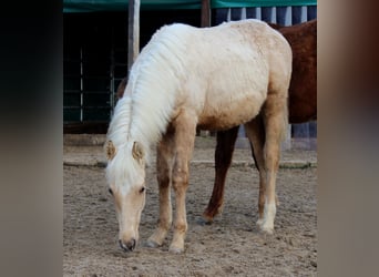 American Quarter Horse, Wałach, 1 Rok, 150 cm, Izabelowata