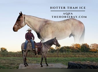 American Quarter Horse, Wałach, 2 lat, 145 cm, Gniadodereszowata