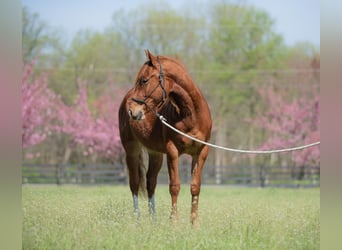American Quarter Horse, Wałach, 2 lat, 147 cm, Cisawa