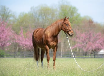 American Quarter Horse, Wałach, 2 lat, 147 cm, Cisawa
