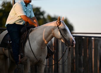 American Quarter Horse, Wałach, 2 lat, 147 cm, Izabelowata