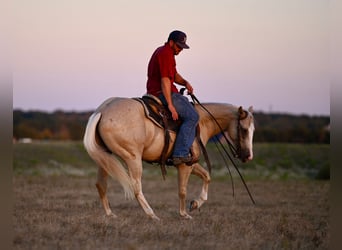 American Quarter Horse, Wałach, 2 lat, 147 cm, Izabelowata