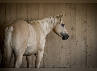 American Quarter Horse, Wałach, 2 lat, 148 cm, Dunalino