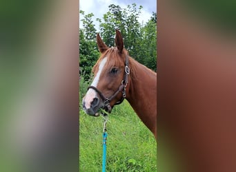 American Quarter Horse, Wałach, 2 lat, 148 cm, Kasztanowata