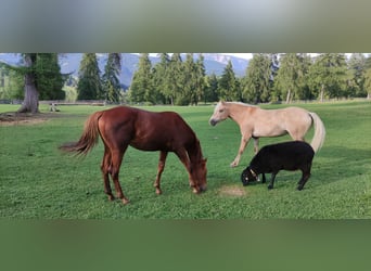 American Quarter Horse, Wałach, 2 lat, 150 cm, Ciemnokasztanowata