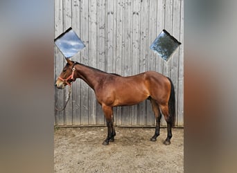 American Quarter Horse, Wałach, 2 lat, 150 cm, Gniada