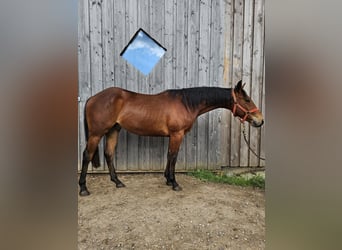 American Quarter Horse, Wałach, 2 lat, 150 cm, Gniada