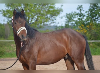 American Quarter Horse, Wałach, 2 lat, 150 cm, Gniada