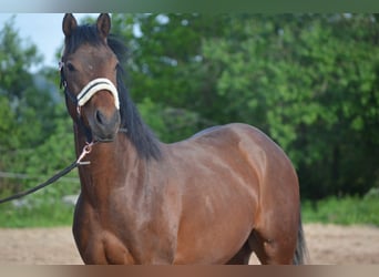 American Quarter Horse, Wałach, 2 lat, 150 cm, Gniada