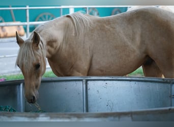 American Quarter Horse, Wałach, 2 lat, 150 cm, Izabelowata