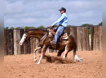 American Quarter Horse, Wałach, 2 lat, 150 cm, Izabelowata