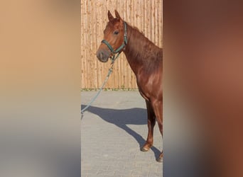 American Quarter Horse, Wałach, 2 lat, 150 cm, Rabicano
