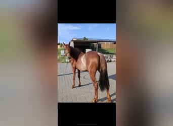 American Quarter Horse, Wałach, 2 lat, 150 cm, Rabicano