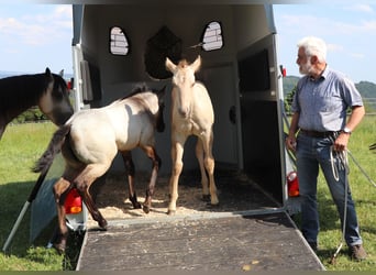 American Quarter Horse, Wałach, 2 lat, 150 cm, Szampańska