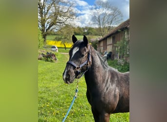 American Quarter Horse, Wałach, 2 lat, 152 cm, Kara