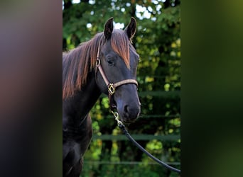 American Quarter Horse, Wałach, 2 lat, 152 cm