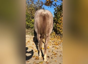 American Quarter Horse, Wałach, 2 lat, 153 cm, Kasztanowatodereszowata