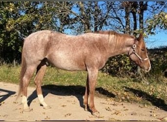 American Quarter Horse, Wałach, 2 lat, 153 cm, Kasztanowatodereszowata