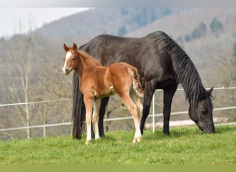 American Quarter Horse, Wałach, 2 lat, 155 cm, Kasztanowata