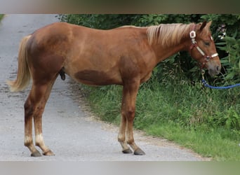 American Quarter Horse, Wałach, 2 lat, 155 cm, Kasztanowata