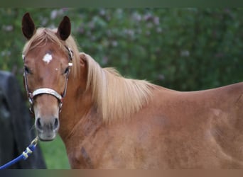 American Quarter Horse, Wałach, 2 lat, 155 cm, Kasztanowata