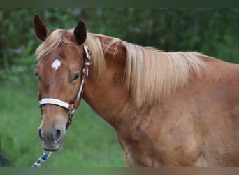 American Quarter Horse, Wałach, 2 lat, 155 cm, Kasztanowata