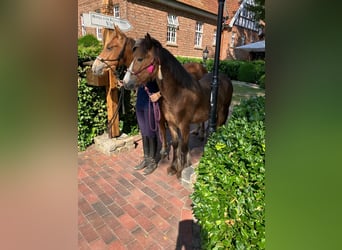 American Quarter Horse Mix, Wałach, 2 lat, 158 cm, Kasztanowata