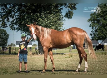 American Quarter Horse, Wałach, 2 lat, 160 cm