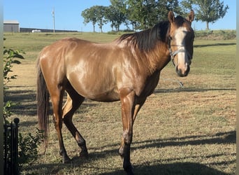 American Quarter Horse Mix, Wałach, 2 lat, 183 cm, Bułana