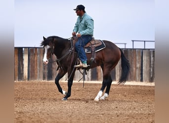 American Quarter Horse, Wałach, 2 lat, Gniada