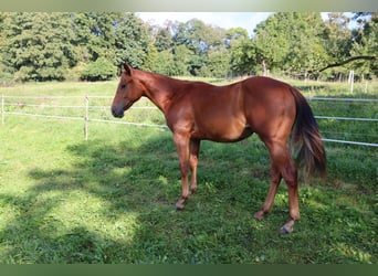 American Quarter Horse, Wałach, 2 lat, Kasztanowata
